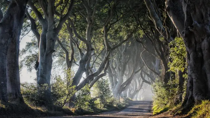 The Dark Hedges Northern Ireland