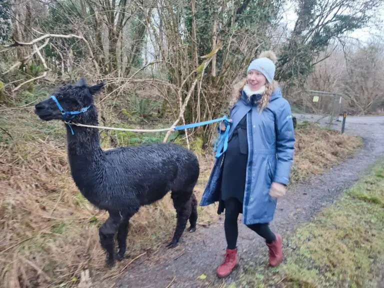 Check out Knockvicar Alpaca Farm for a different day out
