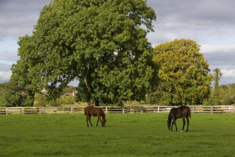 Irish National Stud & Gardens – Thoroughbred Heritage in Kildare