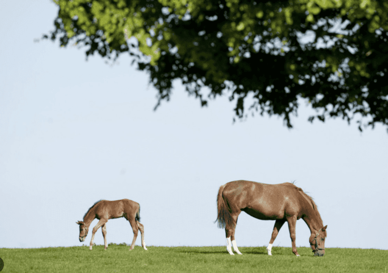 Discover the Irish Racehorse Experience at the National Stud & Gardens in Ireland