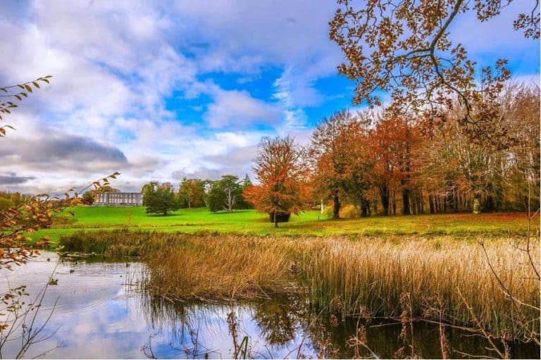 Go Wild this Summer and Discover 13 great Irish forest walks