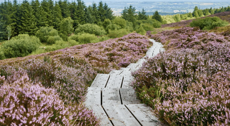 Fáilte Ireland Funding Scheme for regenerative tourism projects in the Midlands opens today