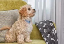 9 dog-friendly hotels and guesthouses in Dublin