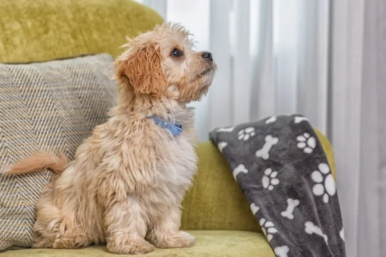 9 dog-friendly hotels and guesthouses in Dublin